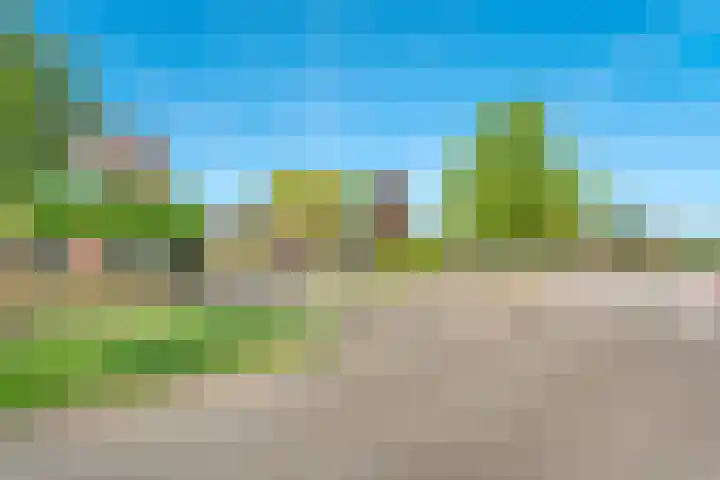 De Koningsvaren 100 Dedemsvaart thumbnail 37
