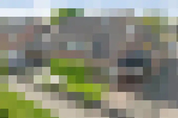 De Koningsvaren 100 Dedemsvaart thumbnail 42
