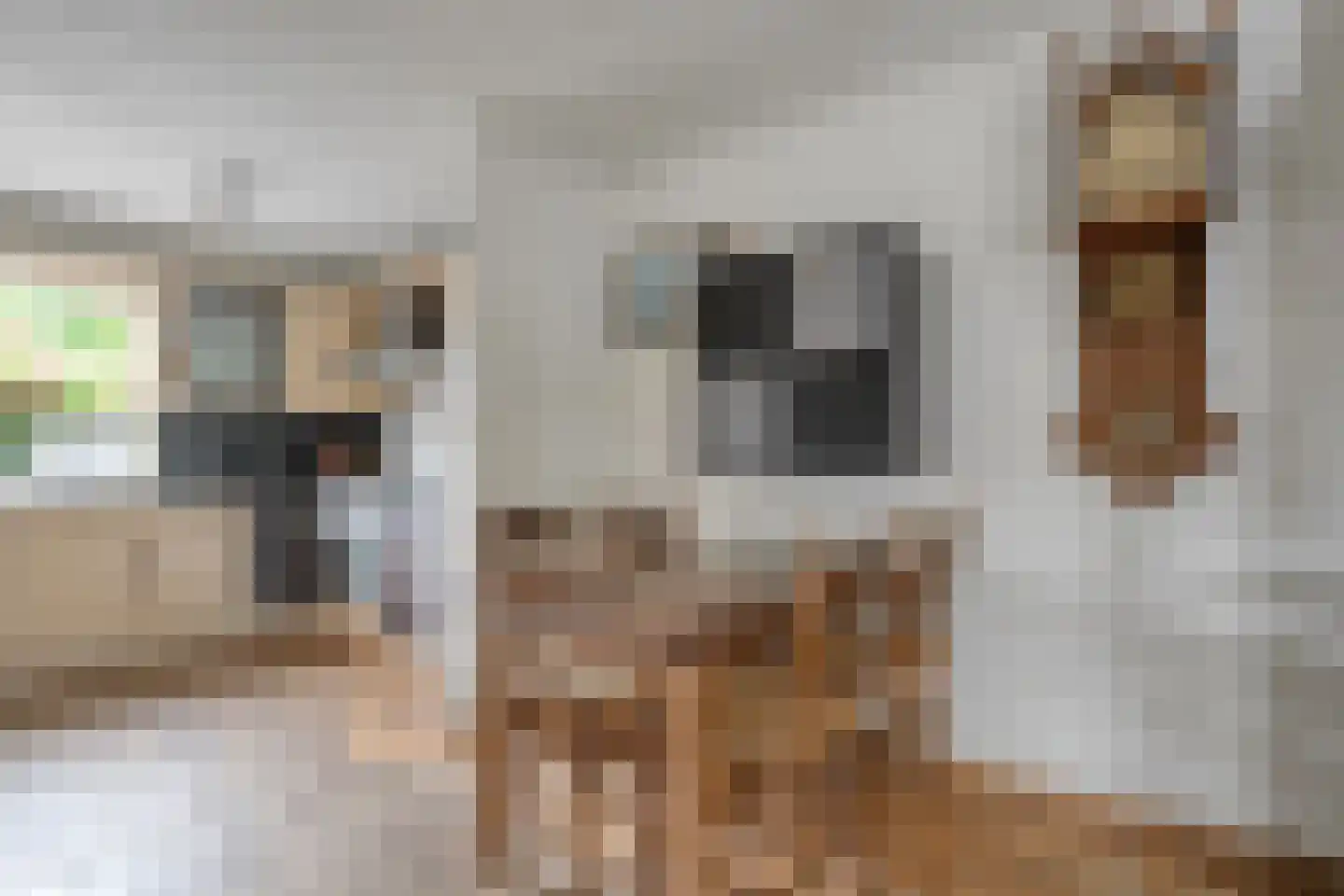 De Koningsvaren 71 Dedemsvaart thumbnail 10