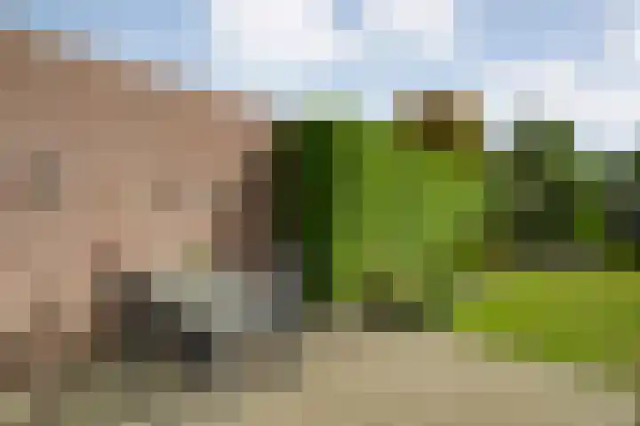 De Koningsvaren 84 Dedemsvaart thumbnail 30