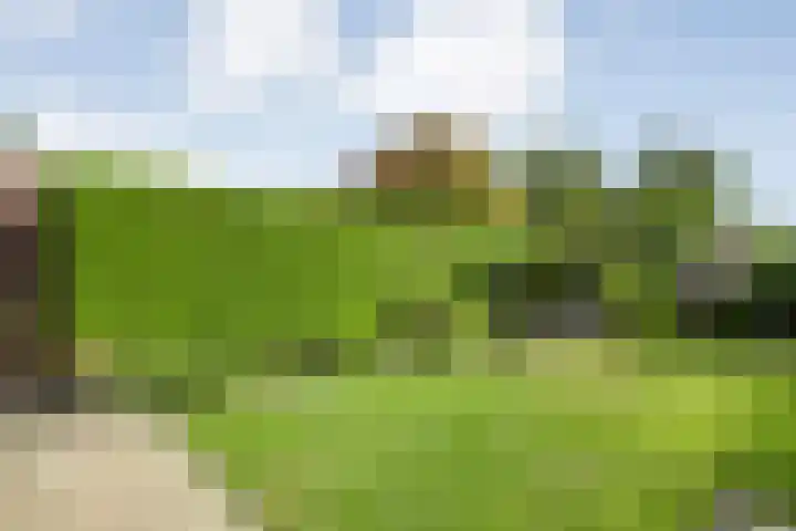 De Koningsvaren 84 Dedemsvaart thumbnail 36
