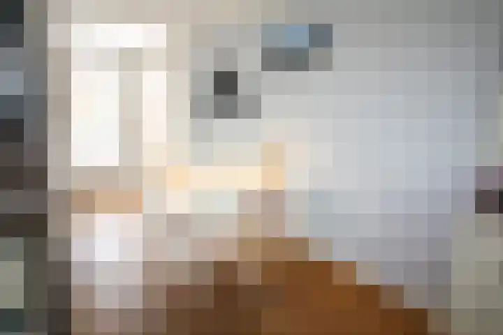De Koolmees 162 Vriezenveen thumbnail 8