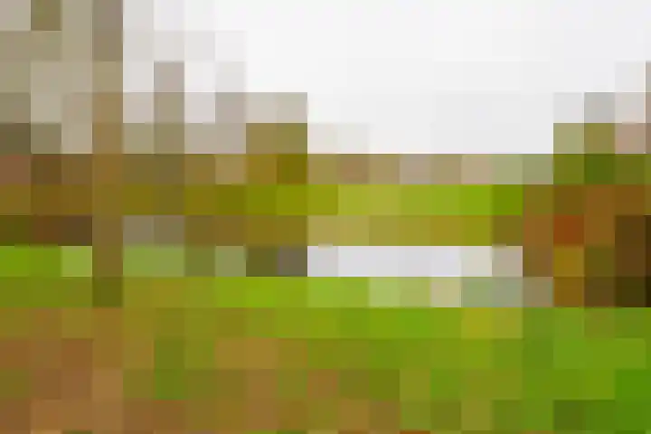 De Koolmees 37 Vriezenveen thumbnail 41