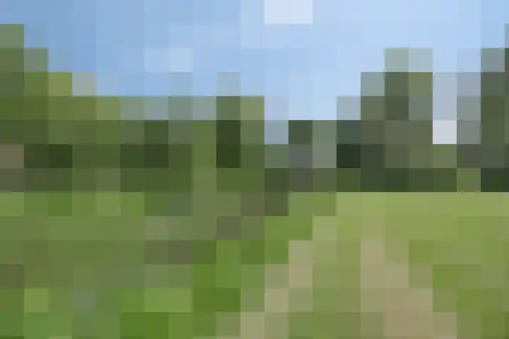 De Koolmees 51 Vriezenveen thumbnail 27