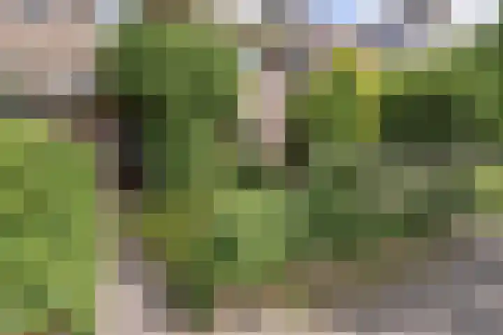 De Koolmees 62 Vriezenveen thumbnail 14