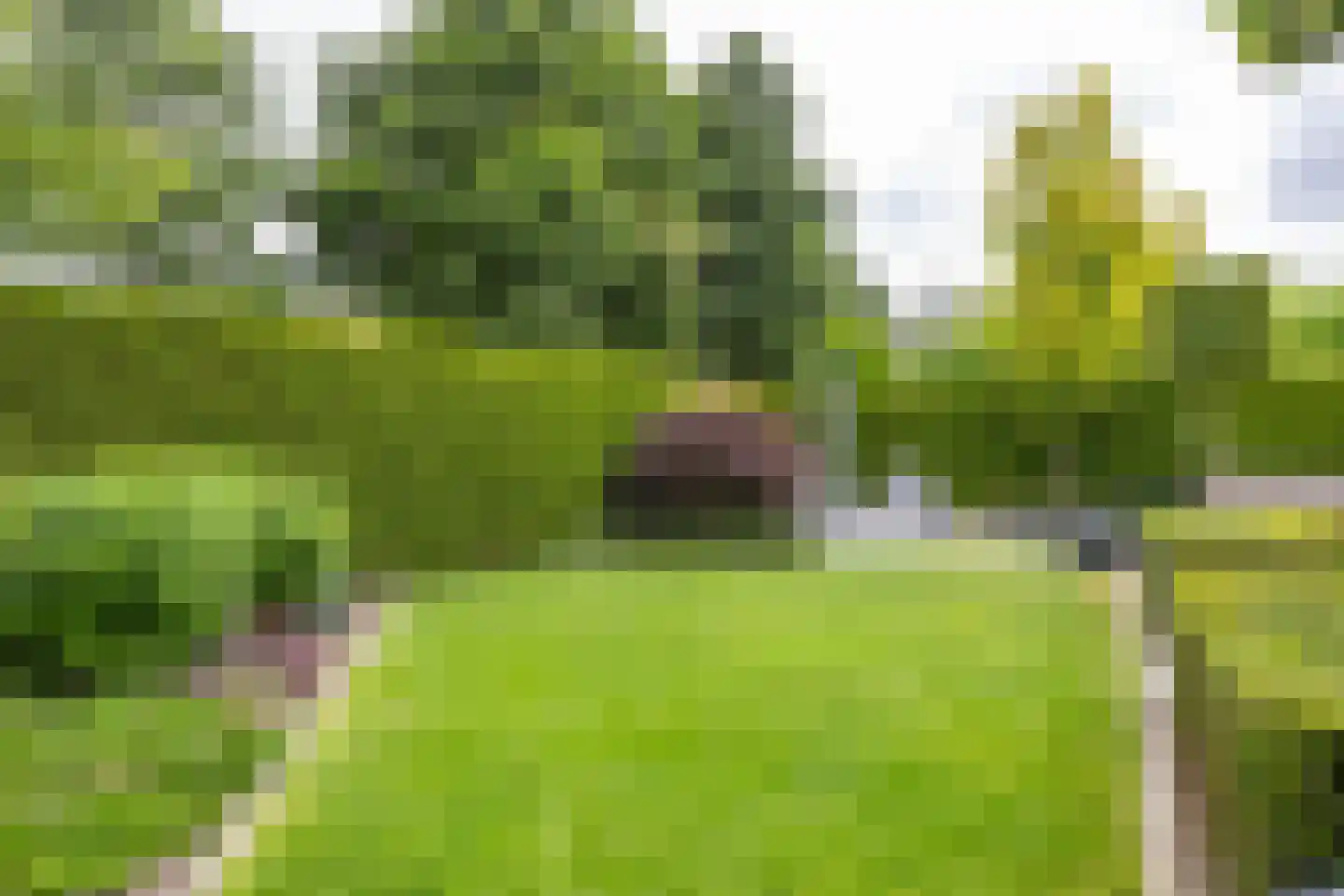 De Koppel Paarden 2 Marum thumbnail 69