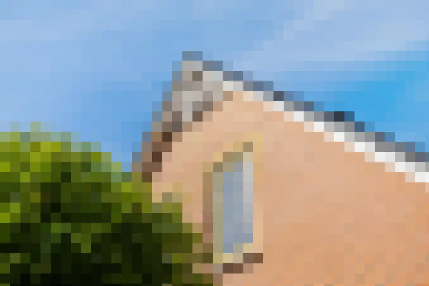 De Koppel Paarden 4 Marum thumbnail 6