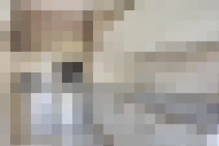 de Koppele 31 Eindhoven thumbnail 21