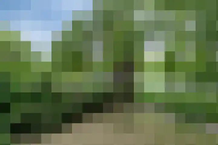 de Koppele 421 Eindhoven thumbnail 37