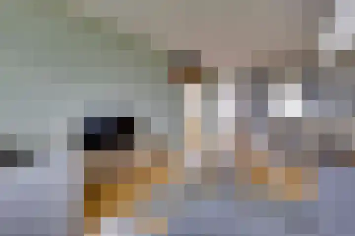 de Koppele 559 Eindhoven thumbnail 16