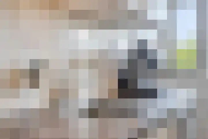 de Koppele 83 Eindhoven thumbnail 13