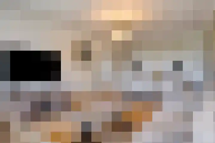 de Koppele 83 Eindhoven thumbnail 9