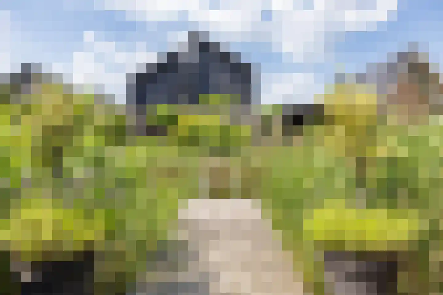 De Koraaljuffer 18 Eelderwolde thumbnail 62