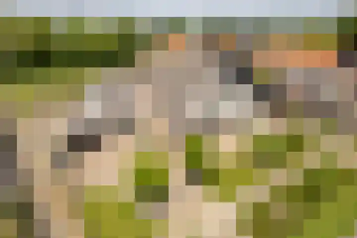 de Korten 4 Ossenzijl