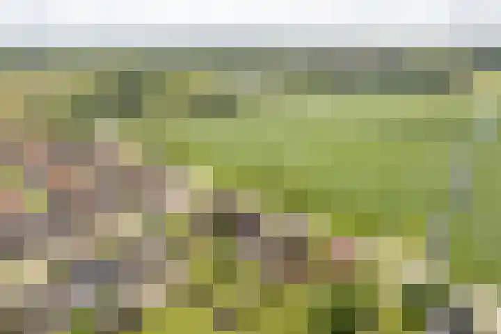 de Korten 4 Ossenzijl thumbnail 41