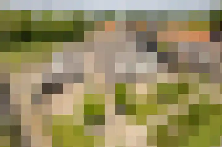 de Korten 4 Ossenzijl thumbnail 48