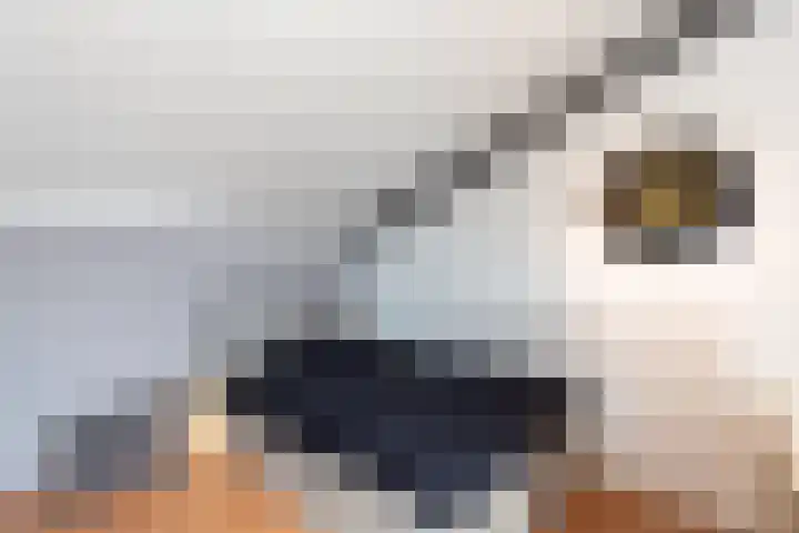 De Kreken 47 Alblasserdam thumbnail 25