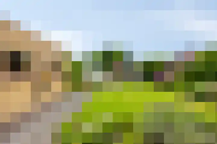de Krijntjes 35 Rucphen thumbnail 32