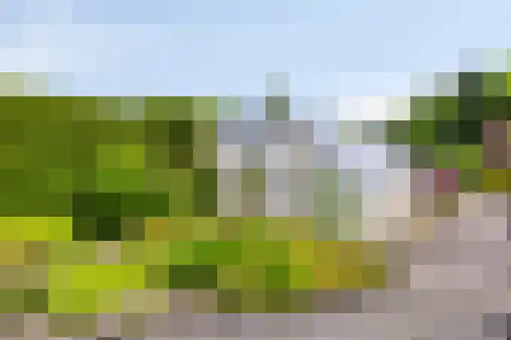 de Krijntjes 35 Rucphen thumbnail 35