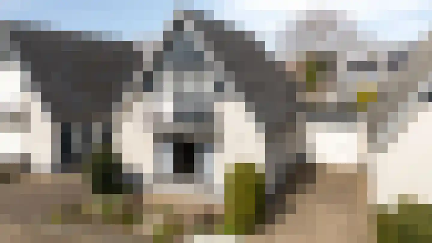 De Kruisboog 10 Duiven