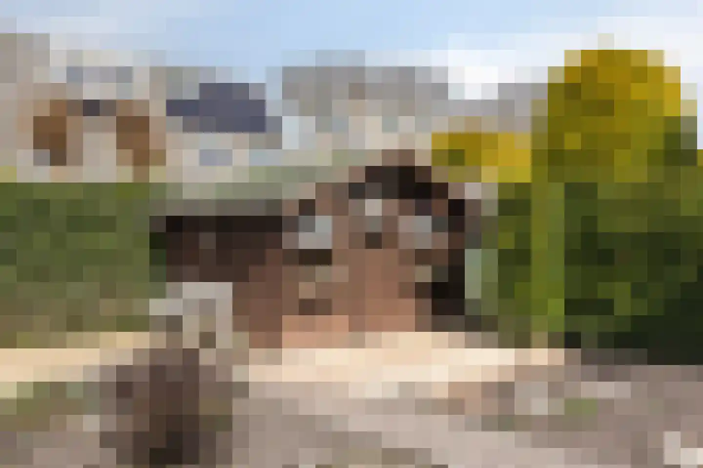 De Kruisboog 10 Duiven thumbnail 43