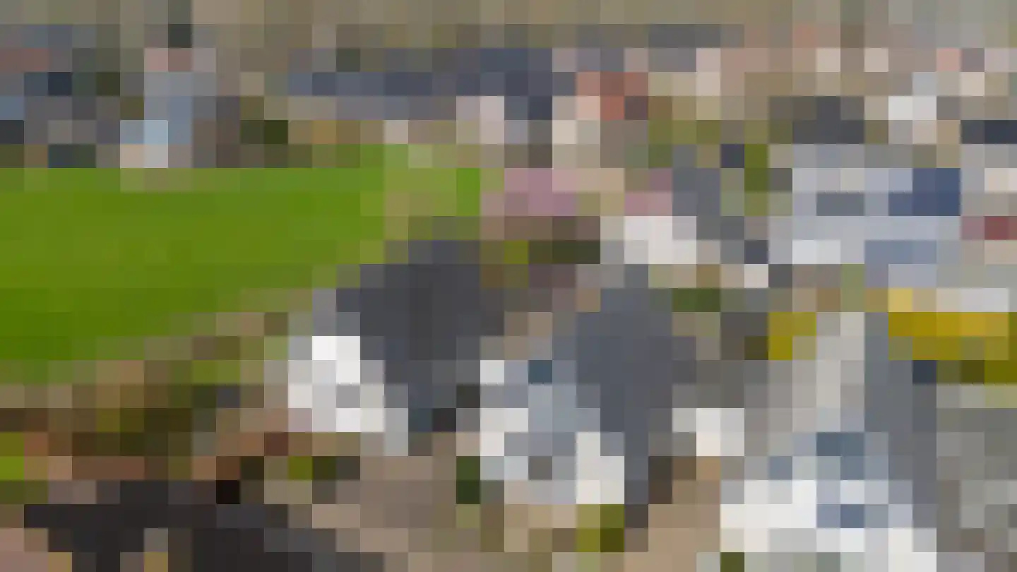 De Kruisboog 10 Duiven thumbnail 6