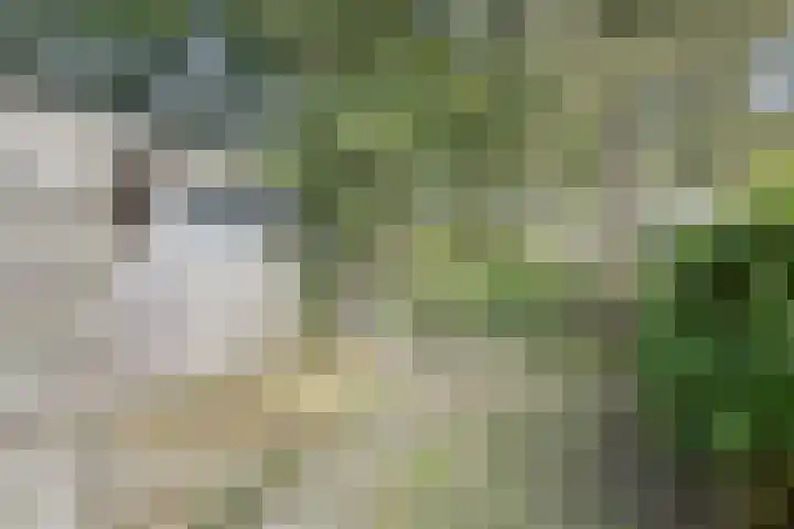 De Kubbing 6 Borger thumbnail 40