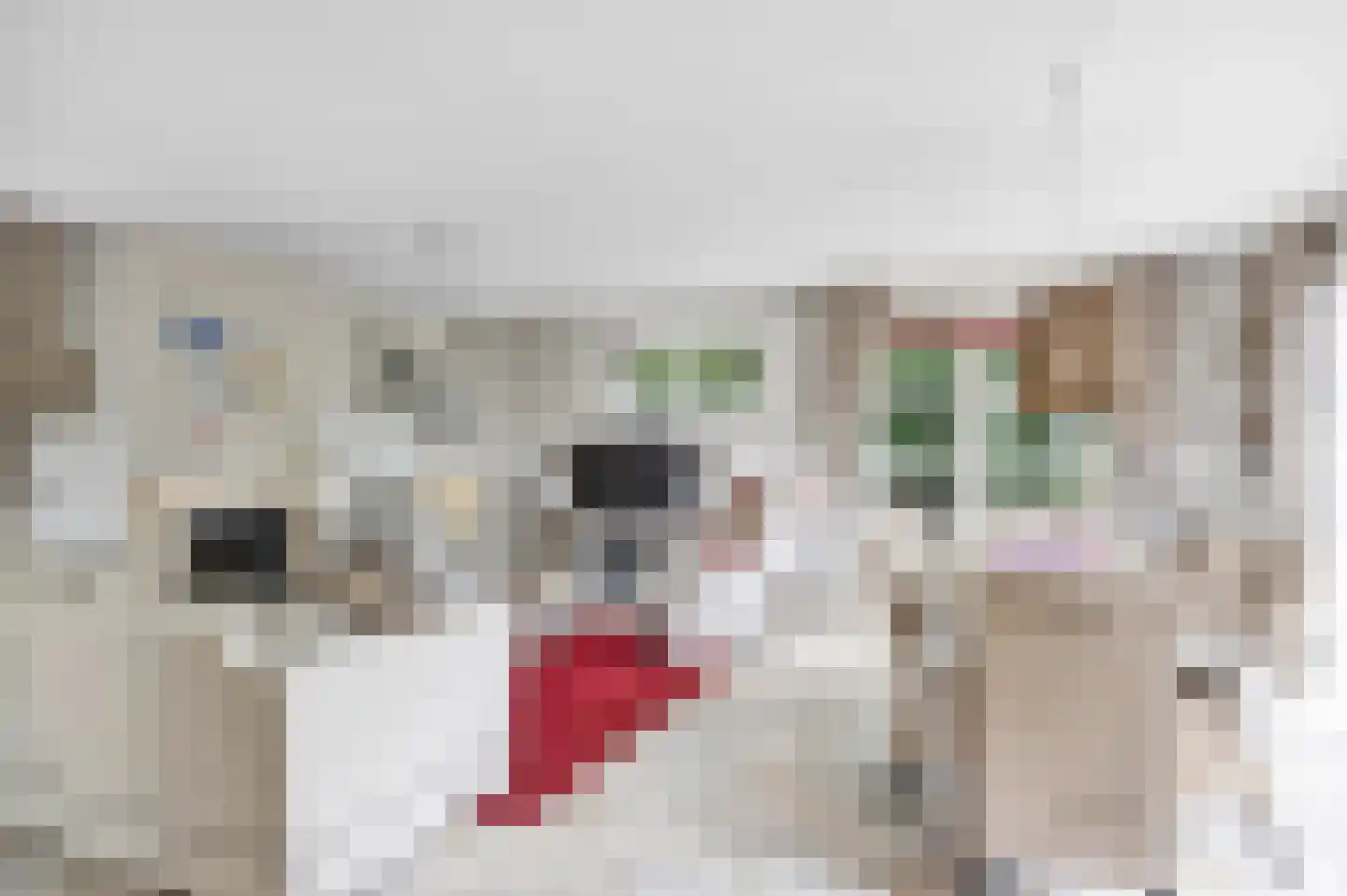 De Kuijl 2 Makkum thumbnail 14