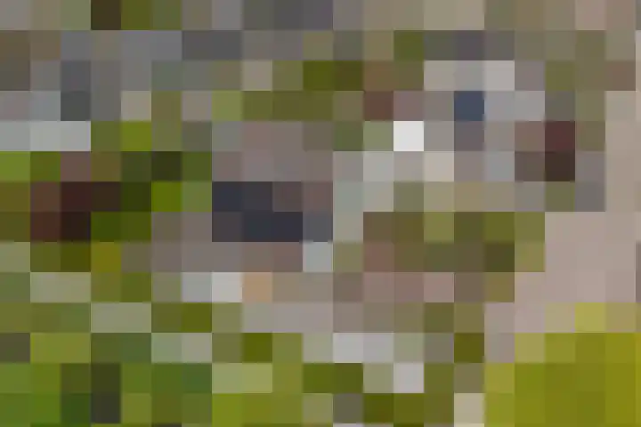 De Kuil 6 Uitgeest thumbnail 6
