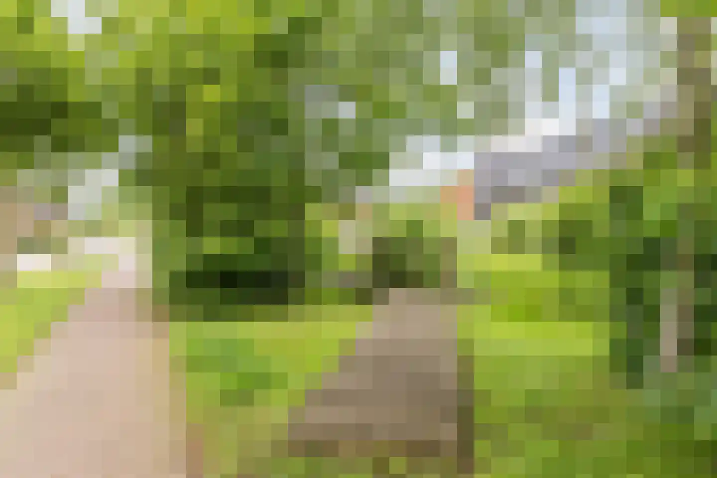 de Kuil 8 Reusel thumbnail 32