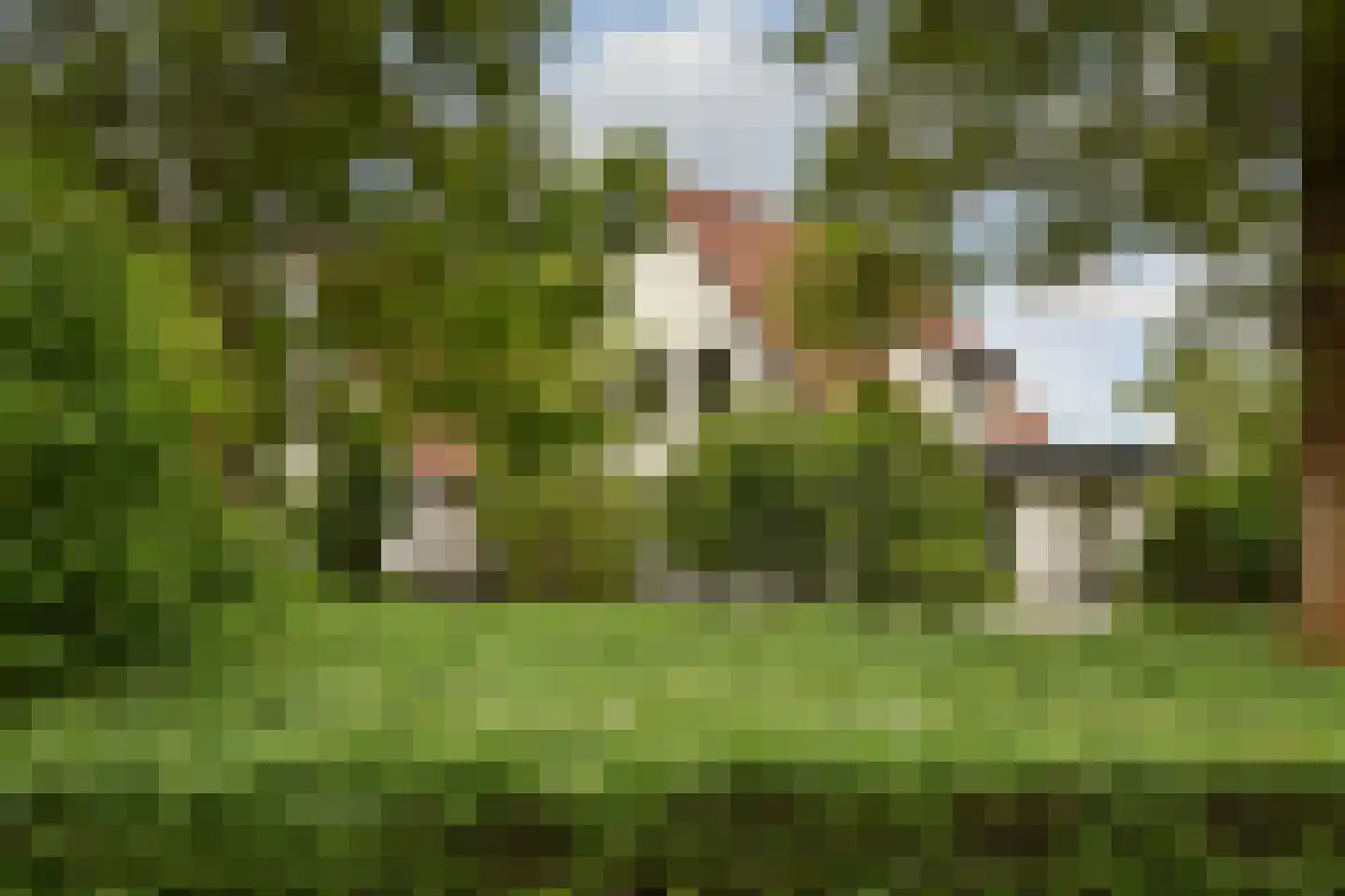 De Kuip 2 Steenbergen thumbnail 38