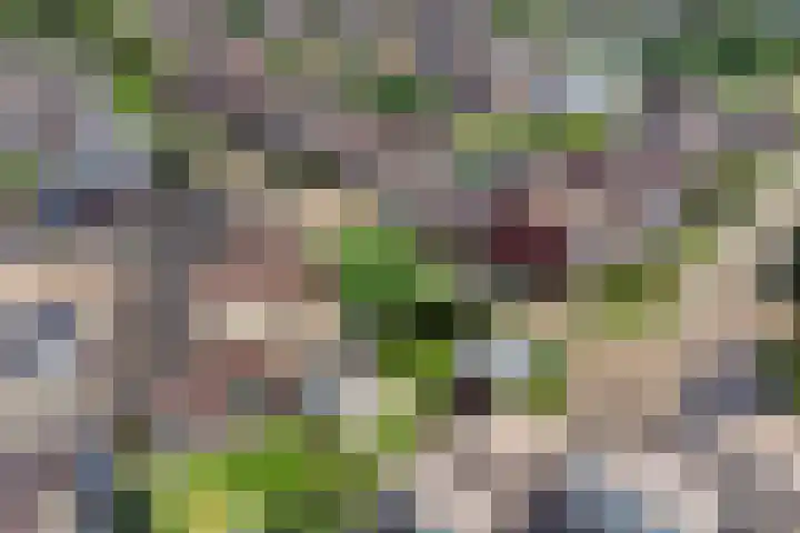 De Laathof 1 Sint Geertruid thumbnail 59