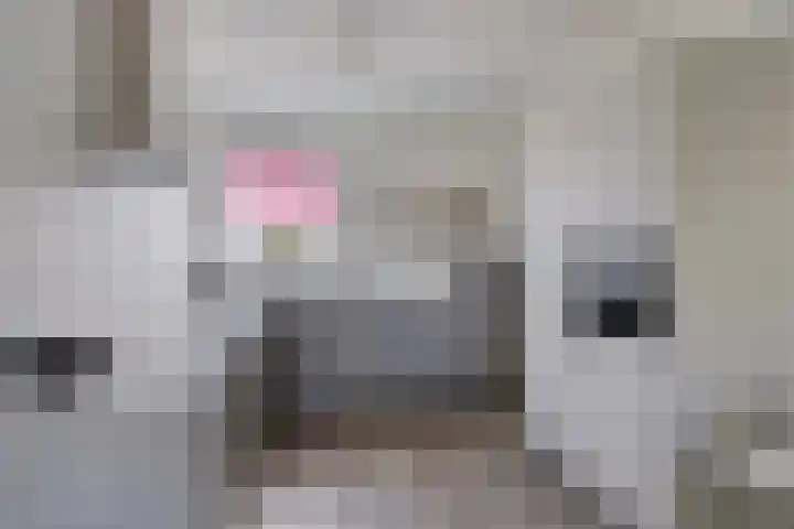 De Landerijen 147 Hoogezand thumbnail 8