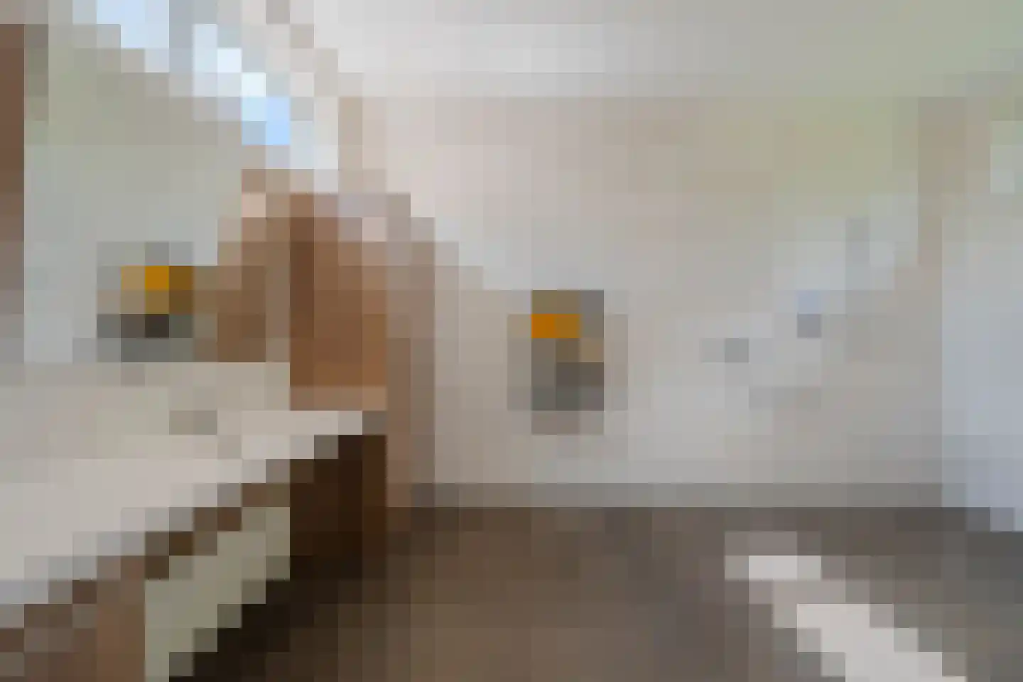 De lange Loop 36 Sint Anthonis thumbnail 24