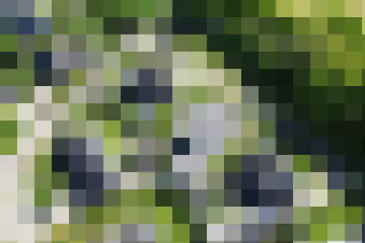 De Lange Maat 3 Ruinen thumbnail 50