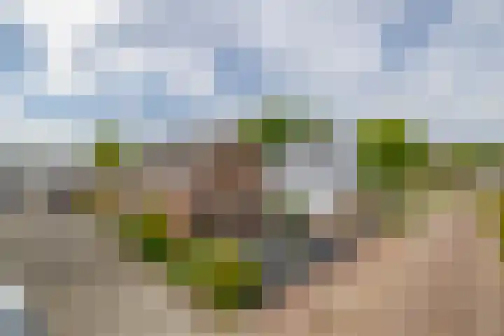 De Langeweg 8 Zevenbergen thumbnail 6