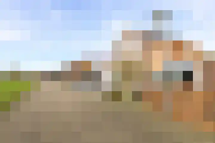 De Lede 24 Zetten thumbnail 81