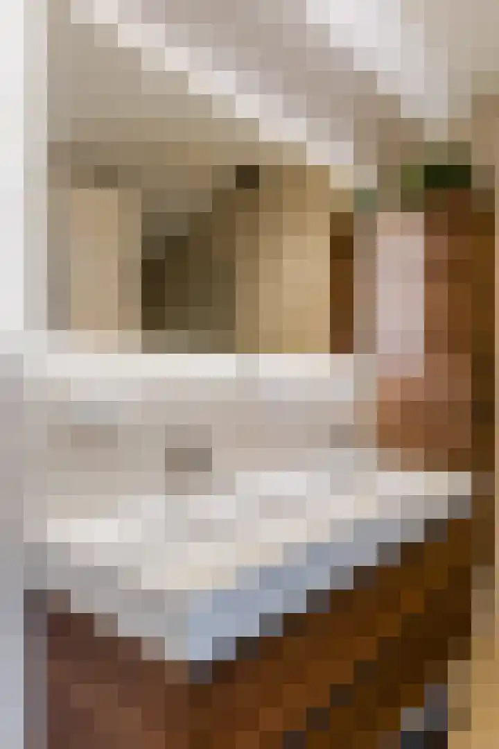 de Leemput 25 Halsteren thumbnail 42