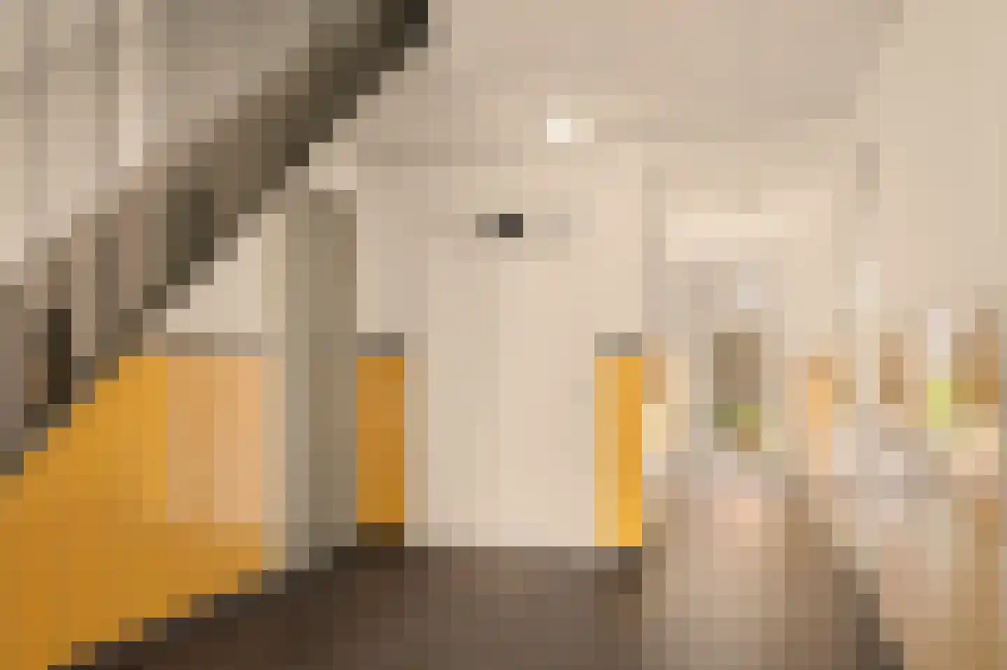 De Leeuw van Vlaanderenstraat 5 A Amsterdam thumbnail 5