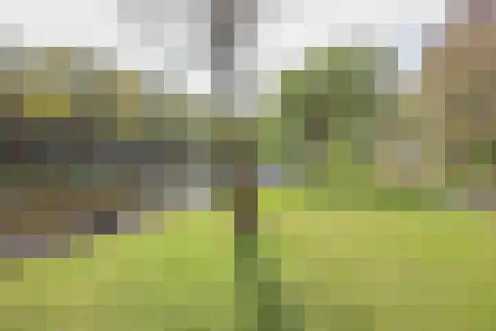 De Lierhof 28 Amsterdam thumbnail 37