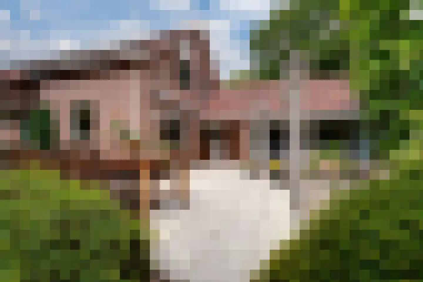 de Lijsterbes 11 A Didam thumbnail 4