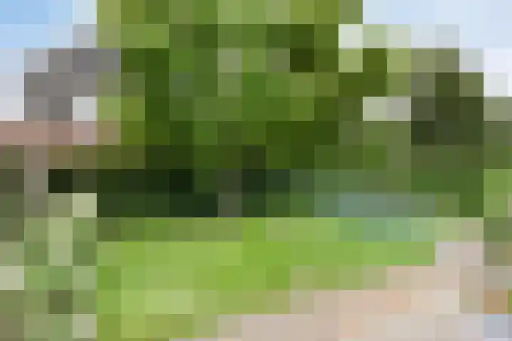 de Lingert 6051 Wijchen thumbnail 39