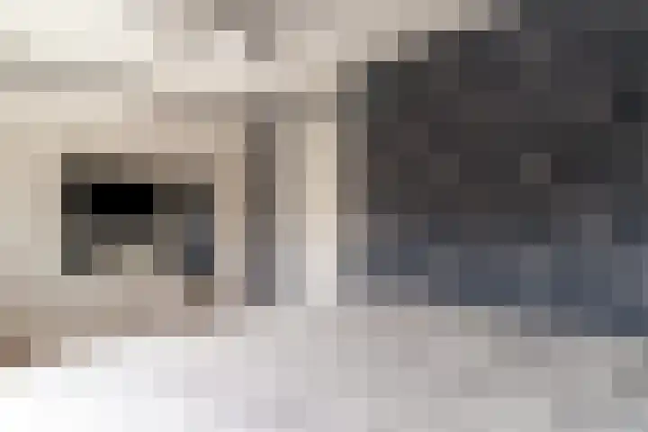 de Lingert 6445 Wijchen thumbnail 18