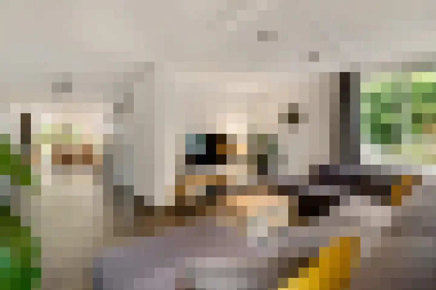 De Lingst 35 Haelen thumbnail 13