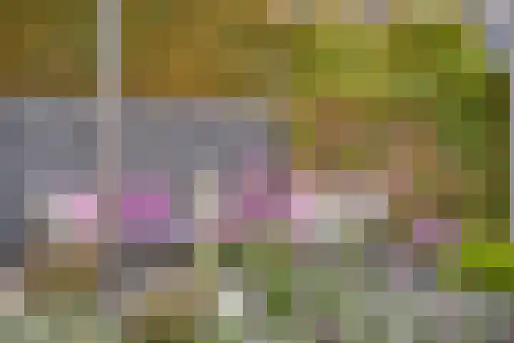 De Lint 109 Zevenbergen thumbnail 57