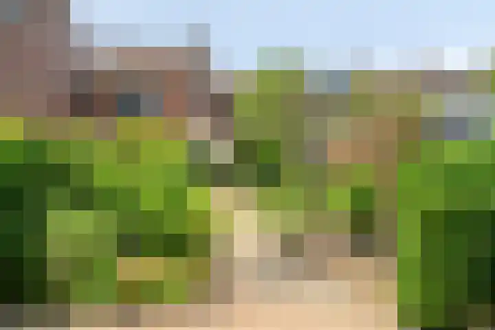 De Lint 34 Zevenbergen thumbnail 29