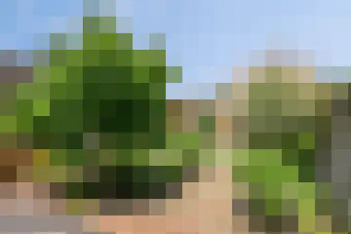 De Lint 34 Zevenbergen thumbnail 6