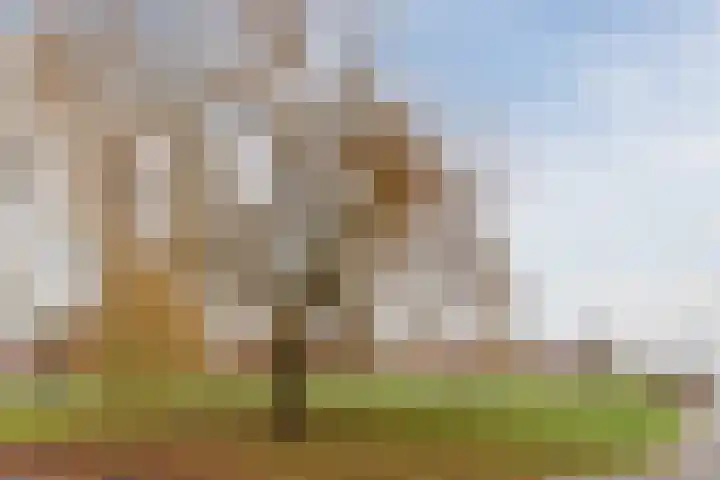 De Lint 42 Zevenbergen thumbnail 6