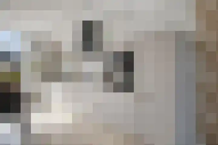 De Lipizzaner 22 Dronten thumbnail 16