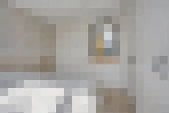 De Lipizzaner 22 Dronten thumbnail 18